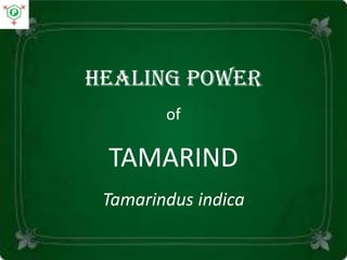 Healing power
of
TAMARIND
Tamarindus indica
 