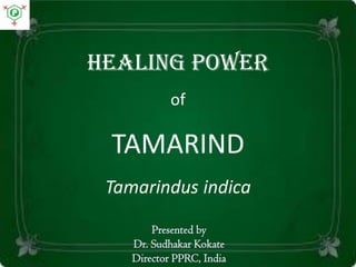 Healing power
of
TAMARIND
Tamarindus indica
Presented by
Dr. Sudhakar Kokate
Director PPRC, India
 