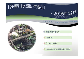 季節の移り変わり
「雑木林」
「大木の水場」
トレイルカメラに撮影された動物
 