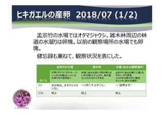 © 2013 N.Naka
ヒキガエルの産卵 2018/07 (1/2)
孟宗⽵の⽔場ではオタマジャクシ。雑⽊林周辺の林
道の⽔溜りは卵塊。以前の観察場所の⽔場でも卵
塊。
健忘録も兼ねて、観察状況を表にした。
日にち
孟宗竹の水場 雑木林 水場（2013-16観察場所）
水溜りが3つに分かれ、イノ
シシのヌタ場となっている
水溜りのみ産卵あり
林道にある水溜りで雨が降らな
い日が続くと干上がり、車が通
ることも少なからずある
山の中にある水場で人通りも
少なく、水も豊富
（2016年以降は年に数回
チェックに訪れる場所）
7/1 水が枯れ、オタマジャク
シなし
ｰ（5月に干上がった） －（訪問せず）
7/15 同上 同上 同上
 