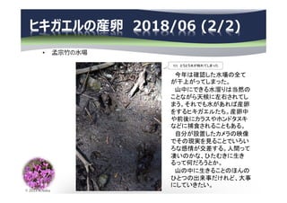 © 2013 N.Naka
ヒキガエルの産卵 2018/06 (2/2)
• 孟宗⽵の⽔場
7/1 とうとう水が枯れてしまった
今年は確認した水場の全て
が干上がってしまった。
山中にできる水溜りは当然の
ことながら天候に左右されてし
まう。それでも水があれば産卵
をするヒキガエルたち。産卵中
や前後にカラスやホンドタヌキ
などに捕食されることもある。
自分が設置したカメラの映像
でその現実を見ることでいろい
ろな感情が交差する。人間って
凄いのかな、ひたむきに生き
るって何だろうとか。
山の中に生きることのほんの
ひとつの出来事だけれど、大事
にしていきたい。
 