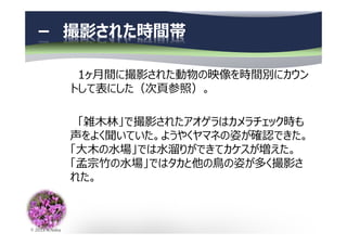 © 2013 N.Naka
－ 撮影された時間帯
1ヶ月間に撮影された動物の映像を時間別にカウン
トして表にした（次頁参照）。
「雑⽊林」で撮影されたアオゲラはカメラチェック時も
声をよく聞いていた。ようやくヤマネの姿が確認できた。
「大⽊の⽔場」では⽔溜りができてカケスが増えた。
「孟宗⽵の⽔場」ではタカと他の鳥の姿が多く撮影さ
れた。
 