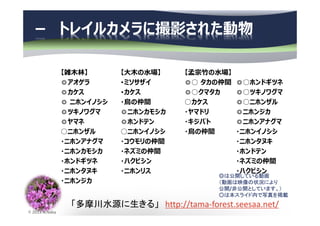 © 2013 N.Naka
－ トレイルカメラに撮影された動物
【雑⽊林】
◎アオゲラ
◎カケス
◎ ニホンイノシシ
◎ツキノワグマ
◎ヤマネ
○ニホンザル
・ニホンアナグマ
・ニホンカモシカ
・ホンドギツネ
・ニホンタヌキ
・ニホンジカ
「多摩川水源に生きる」 http://tama-forest.seesaa.net/
◎は公開している動画
（動画は映像の状況により
公開/非公開としています。）
○は本スライド内で写真を掲載
【大⽊の水場】
･ミソサザイ
･カケス
・鳥の仲間
◎ニホンカモシカ
◎ホンドテン
○ニホンイノシシ
・コウモリの仲間
・ネズミの仲間
・ハクビシン
・ニホンリス
【孟宗竹の水場】
◎○ タカの仲間
◎○クマタカ
○カケス
・ヤマドリ
・キジバト
・鳥の仲間
◎○ホンドギツネ
◎○ツキノワグマ
◎○ニホンザル
◎ニホンジカ
◎ニホンアナグマ
・ニホンイノシシ
・ニホンタヌキ
・ホンドテン
・ネズミの仲間
・ハクビシン
 