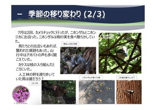 © 2013 N.Naka
－ 季節の移り変わり (2/3)
7月は2回、カメラチェックに⾏ったが、ニホンザルとニホン
ジカに出会った。ニホンザルは樹の実を食べ散らかしてい
た。
鳥たちとの出会いもあれば、
襲われた痕跡もあった。山
⾏中はアオバトの声も多く聞
こえていた。
カケスは枝の入り組んだと
ころにいた。
⼈⼯林の幹を渡り歩いて
いた鳥は誰だろう︖
ニホンザルが食べた実
ニホンザル
この鳥は誰でしょう？
散乱した鳥の羽根
カケス
 