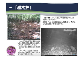 © 2013 N.Naka
－ 「雑⽊林」
雑⽊林に⾏く林道に⽔溜りは少ないが
地面は湿っていた。
ニホンイノシシの掘り起こし痕も多く、カメラ
にもその様子が映っていた。
ニホンイノシシの親子
ニホンザル
ニホンザルも頻繁に撮影されて
いた。標⾼の⾼い雑⽊林は涼し
く餌もあるせいかもしれない。
ニホンジカは夜間にのみ現れて
いた。
ついにヤマネの姿が1回だけ
映っていた。昼間はカケスやアカ
ゲラが⽴ち寄っていた。
 