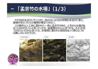 © 2013 N.Naka
－ 「孟宗竹の水場」（1/3）
クマタカが⽔浴びにやってきた。別の日にはタカの仲間も⽔浴びに来た。
画像が⾒えづらくどの種類か確定できない。
この場所は⼈⼯林に覆われた⼀角に孟宗⽵があり、上空から⽔場があ
ることはわかりにくいと思っていたが、猛禽類はちゃんと⾒つける。ネズミを⾒
つけるくらいだからと⾔っても、針葉樹に覆われた樹冠をぬって降り⽴つの
は難しくないのだろうか。
クマタカの⽔浴び タカの仲間クマタカ
 