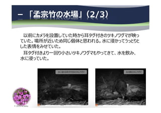 © 2013 N.Naka
－ 「孟宗竹の水場」（2/3）
以前にカメラを設置していた時から耳タグ付きのツキノワグマが映っ
ていた。場所が近いため同じ個体と思われる。⽔に浸かってうっとりと
した表情をみせていた。
耳タグ付きより⼀回り小さいツキノワグマもやってきて、⽔を飲み、
⽔に浸っていた。
⽔の飲むツキノワグマ⽔に浸かる耳タグ付きのツキノワグマ
 