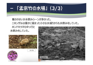 © 2013 N.Naka
－ 「孟宗竹の水場」（3/3）
暑さのせいか⽔飲みシーンが多かった。
ニホンザルは僅かに溜まった小さな⽔溜りからも⽔飲みをしていた。
ホンドキツネもゆっくりと
⽔飲みをしていた。
ホンドギツネ
ニホンザル
 
