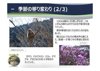 2019年4月
© 2013 N.Naka
－ 季節の移り変わり (2/3)
13日は暖かい日差しが注ぎ、ニホ
ンザルの群れはサクラの花や新芽を食
べていた。
奥多摩湖の近くではカモシカの姿も
あった。
暗くなるとフクロウの鳴き声も聞こえ
た。繁殖〜⼦育て中の季節と思われ
る。
新芽をかじるニホンザル
ミツバツツジ
サクラ、ミツバツツジ、スミレ、ヤマ
ブキ、アセビなどの花々が咲きそ
ろっていた。
 