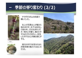 2019年4月
© 2013 N.Naka
－ 季節の移り変わり (3/3)
ヤマザクラが⼭の斜面で
輝いていた。
右上の写真は人が植えた
桜の木だが、右下は自生し
た桜の木。どちらもきれいだ
が、味わいが違う。植えたサ
クラはただただきれい。自生
したサクラは心が踊る感じが
する。
両⽅のサクラを⾒られるの
が奥多摩の魅⼒ではないだ
ろうか。
アセビ
 