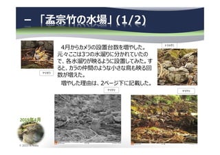 2019年4月
© 2013 N.Naka
－ 「孟宗竹の水場」 (1/2)
4月からカメラの設置台数を増やした。
元々ここは3つの⽔溜りに分かれていたの
で、各⽔溜りが映るように設置してみた。す
ると、カラの仲間のような小さな鳥も映る回
数が増えた。
増やした理由は、2ページ下に記載した。
トラツグミ
ヤマドリヤマドリ
ヤマガラ
 