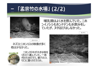 2019年4月
© 2013 N.Naka
－ 「孟宗竹の水場」 (2/2)
ネズミとニホンリスの映像が多く
他は少なかった。
ニホンイノシシ
ホンドテン
哺乳類はよく⽔を飲んでいた。ニホ
ンイノシシもホンドテンも⽔飲みをし
ていたが、ヌタ浴びはしなかった。
ニホンタヌキが大きな枝を
くわえて運んでいた。一体
何のためだろう。巣穴の入
り口に置くのだろうか。
 