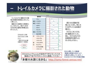 2019年4月
© 2013 N.Naka
アトリ
◎○ ヤマガラ
◎○ ヤマドリ
ヒヨドリ
カケス
キジバト
◎○ トラツグミ
鳥の仲間
○ ニホンイノシシ
ニホンザル
ニホンジカ
◎ ニホンタヌキ
○ ホンドテン
ネズミの仲間
ニホンリス
－ トレイルカメラに撮影された動物
「多摩川水源に生きる」 http://tama-forest.seesaa.net/
◎は公開している動画
（動画は映像の状況により
公開/非公開としています。）
○は本スライド内で写真を掲載
※SlideShareでYoutubeの追加ができなくなったため、
動画は下記ブログのリンクから視聴してください。
日の出は5:10頃
日の入は18:14頃
とした。
（国⽴天⽂台の東
京都のデータ参照）
日の出
日の入
時間：
0 24動物名
トレイルカメラに撮影された動
物の映像を時間別にカウントし
て表にした。
撮影された動物の1映像を1
としてカウントし、続けて30分
以内の同じ動物の映像はまと
めて1とした。
鳥たちの活動が活
発になってきた。特にカ
ケスがやってくる回数が
増えた。
ネズミとニホンリスも
多く撮影されていた。
但し、ネズミはカメラの
設置場所を増やした
せいかもしれない。
 
