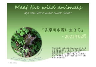 @Tama River water source forest
© 2013 N.Naka
[2021/01続き]山奥に逃げ込んだのはおそらく母
と姉（または兄）。一番小さな子鹿が残された。
急場の最善策だったのではないだろうか。
連れ去りたいくらい可愛い子鹿。もっと見てい
たかったけれど、小刻みに震える姿にそっと離
れるしかなかった。
 