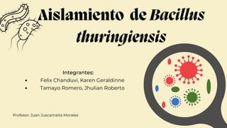 Aislamiento de Bacillus
thuringiensis
Felix Chanduvi, Karen Geraldinne
Tamayo Romero, Jhulian Roberto
Integrantes:
Profesor: Juan Juscamaita Morales
 