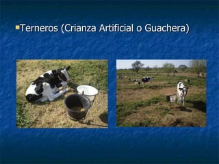 Terneros (Crianza Artificial o Guachera) 