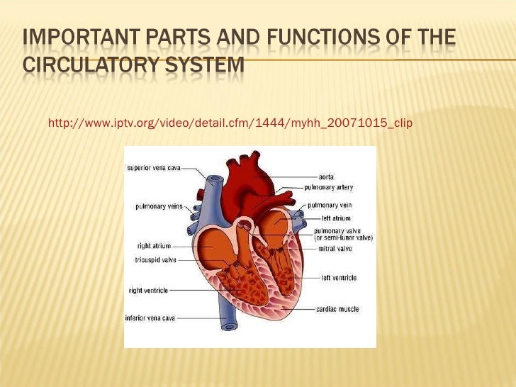 The circulatory system