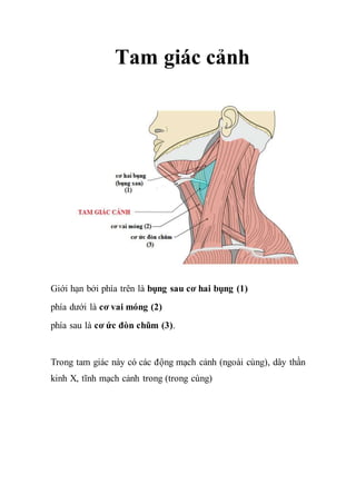 Tam giác cảnh
Giới hạn bởi phía trên là bụng sau cơ hai bụng (1)
phía dưới là cơ vai móng (2)
phía sau là cơ ức đòn chũm (3).
Trong tam giác này có các động mạch cảnh (ngoài cùng), dây thần
kinh X, tĩnh mạch cảnh trong (trong cùng)
 