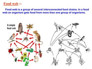 Food web :-
Food web is a group of several interconnected food chains. In a food
web an organism gets food from more than one group of organisms.
 