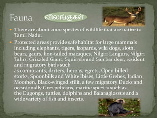  There are about 2000 species of wildlife that are native to
Tamil Nadu.
 Protected areas provide safe habitat for large mammals
including elephants, tigers, leopards, wild dogs, sloth,
bears, gaurs, lion-tailed macaques, Nilgiri Langurs, Nilgiri
Tahrs, Grizzled Giant, Squirrels and Sambar deer, resident
and migratory birds such
as cormorants, darters, herons, egrets, Open billed
storks, Spoonbills and White Ibises, Little Grebes, Indian
Moorhen, Black-winged stilit, a few migratory Ducks and
occasionally Grey pelicans, marine species such as
the Dugongs, turtles, dolphins and Balanaglossus and a
wide variety of fish and insects.
விலங்குகள்
 