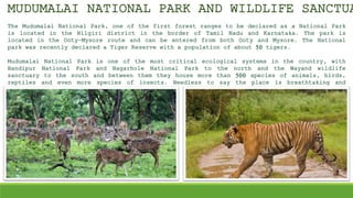 The Mudumalai National Park, one of the first forest ranges to be declared as a National Park
is located in the Nilgiri district in the border of Tamil Nadu and Karnataka. The park is
located in the Ooty-Mysore route and can be entered from both Ooty and Mysore. The National
park was recently declared a Tiger Reserve with a population of about 50 tigers.
Mudumalai National Park is one of the most critical ecological systems in the country, with
Bandipur National Park and Nagarhole National Park to the north and the Wayand wildlife
sanctuary to the south and between them they house more than 500 species of animals, birds,
reptiles and even more species of insects. Needless to say the place is breathtaking and
captivating for anyone who appreciates nature.
MUDUMALAI NATIONAL PARK AND WILDLIFE SANCTUA
 