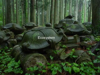 Ecosystem
 