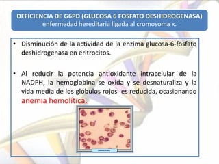 DEFICIENCIA DE G6PD (GLUCOSA 6 FOSFATO DESHIDROGENASA)
         enfermedad hereditaria ligada al cromosoma x.

• Disminución de la actividad de la enzima glucosa-6-fosfato
  deshidrogenasa en eritrocitos.

• Al reducir la potencia antioxidante intracelular de la
  NADPH, la hemoglobina se oxida y se desnaturaliza y la
  vida media de los glóbulos rojos es reducida, ocasionando
  anemia hemolítica.
 