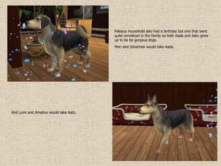 Palosuo household also had a birthday but one that went quite unnoticed in the family as both Aada and Aatu grew up to be be gorgeus dogs. Meri and Johannes would take Aada. And Lumi and Amatius would take Aatu. 
