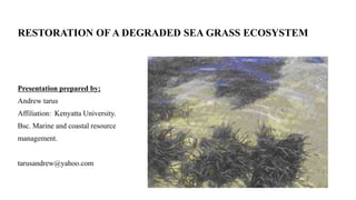 RESTORATION OF A DEGRADED SEA GRASS ECOSYSTEM
Presentation prepared by;
Andrew tarus
Affiliation: Kenyatta University.
Bsc. Marine and coastal resource
management.
tarusandrew@yahoo.com
 