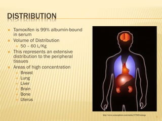 DISTRIBUTION
 Tamoxifen is 99% albumin-bound
in serum
 Volume of Distribution
 50 – 60 L/Kg
 This represents an extensive
distribution to the peripheral
tissues
 Areas of high concentration
 Breast
 Lung
 Liver
 Brain
 Bone
 Uterus
http://www.sciencephoto.com/media/257869/enlarge
9
 