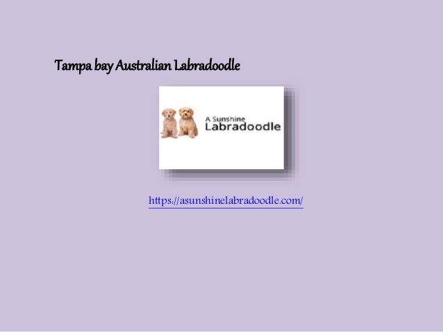 australian labradoodle tampa