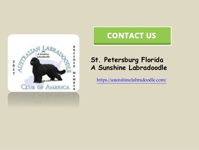 australian labradoodle tampa