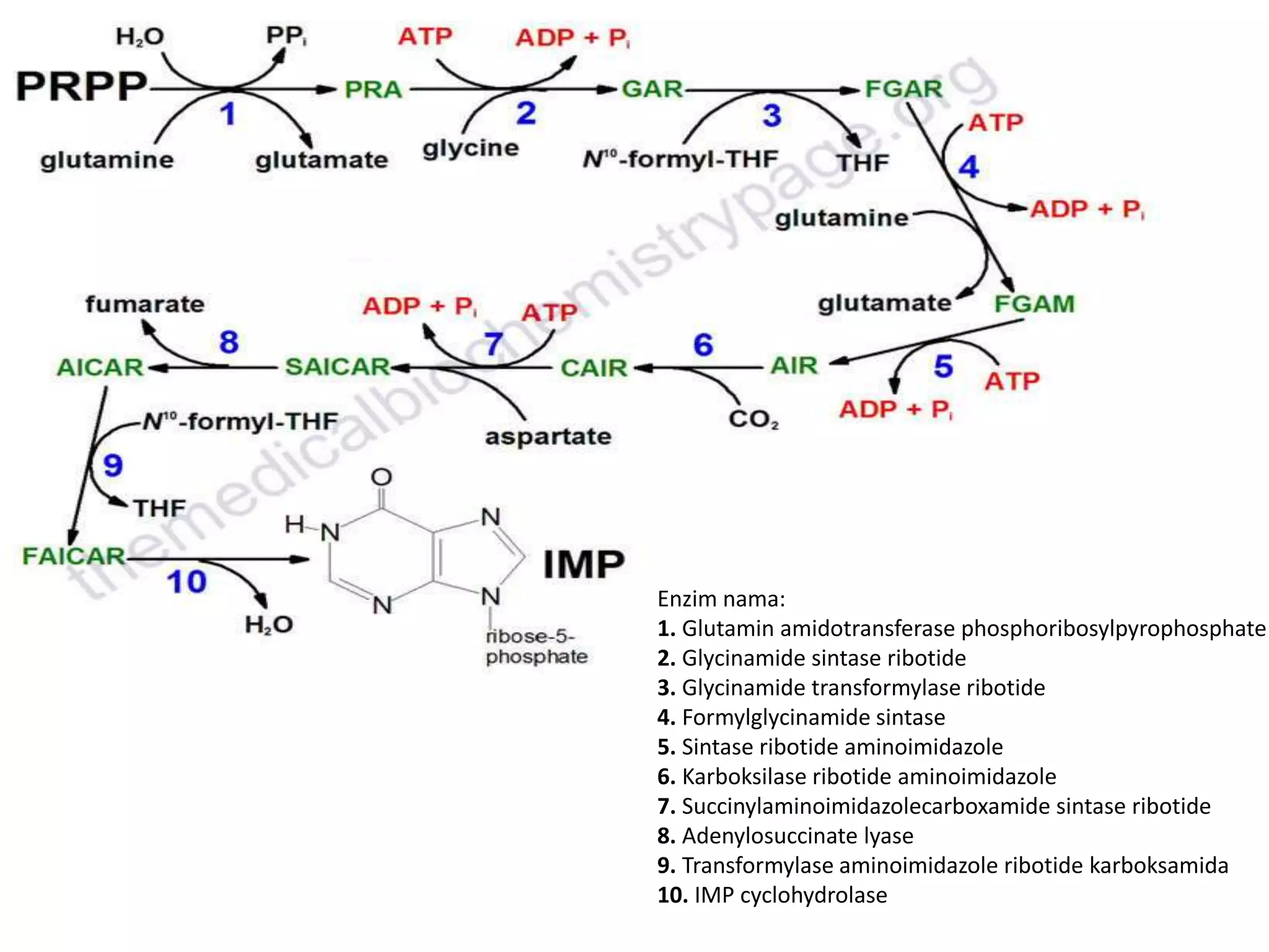 Formylglycinamide Ribotide Metabolisme Purin dan Pirimidin | PPTX