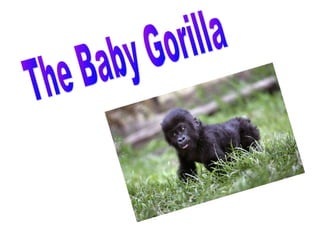 Baby Gorilla