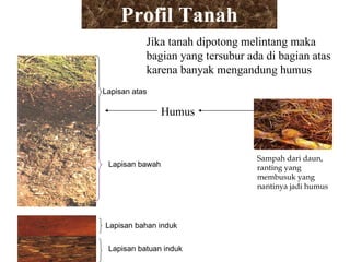 Profil Tanah Jika tanah dipotong melintang maka bagian yang tersubur ada di bagian atas karena banyak mengandung humus Humus Sampah dari daun, ranting yang membusuk yang nantinya jadi humus Lapisan atas Lapisan bawah Lapisan bahan induk Lapisan batuan induk 