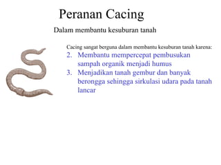 Peranan Cacing  Dalam membantu kesuburan tanah Cacing sangat berguna dalam membantu kesuburan tanah karena: Membantu mempercepat pembusukan sampah organik menjadi humus Menjadikan tanah gembur dan banyak berongga sehingga sirkulasi udara pada tanah lancar 