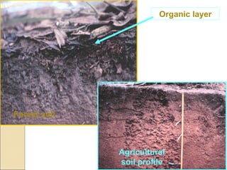 Organic layer




Forest soil



              Agricultural
              soil profile
 
