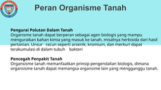 Peran Organisme Tanah
Pengurai Polutan Dalam Tanah
Organisme tanah dapat berperan sebagai agen biologis yang mampu
menguraikan bahan kimia yang masuk ke tanah, misalnya herbisida dari hasil
pertanian. Unsur racun seperti arsenik, kromium, dan merkuri dapat
terakumulasi di dalam tubuh bakteri
Pencegah Penyakit Tanah
Organsisme tanah memanfaatkan prinsip pengendalian biologis, dimana
organsisme tanah dapat memangsa organsime lain yang mengganggu tanah.
 
