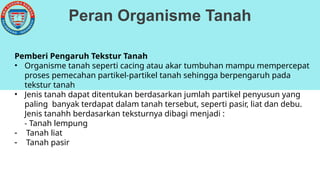 Peran Organisme Tanah
Pemberi Pengaruh Tekstur Tanah
• Organisme tanah seperti cacing atau akar tumbuhan mampu mempercepat
proses pemecahan partikel-partikel tanah sehingga berpengaruh pada
tekstur tanah
• Jenis tanah dapat ditentukan berdasarkan jumlah partikel penyusun yang
paling banyak terdapat dalam tanah tersebut, seperti pasir, liat dan debu.
• Jenis tanahh berdasarkan teksturnya dibagi menjadi :
• - Tanah lempung
- Tanah liat
- Tanah pasir
 