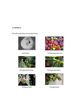 LAMPIRAN


Penyakit yang biasa menyerang tomato




             Lalat buah                ketidakseragaman saiz




          Serangan pada bunga          Serangan pada daun




             Serangan daun                Serangan daun
 