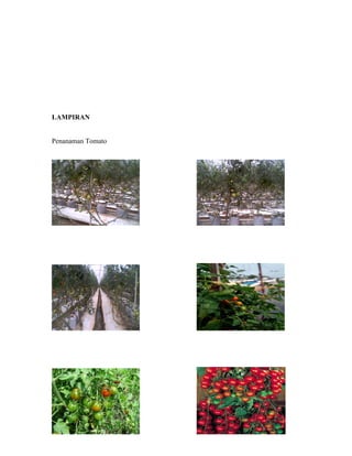 LAMPIRAN


Penanaman Tomato
 
