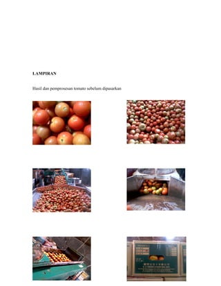 LAMPIRAN


Hasil dan pemprosesan tomato sebelum dipasarkan
 