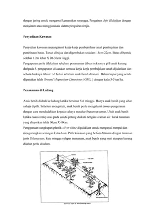 dengan jaring untuk mengawal kemasukan serangga. Pengairan oleh dilakukan dengan
menyiram atau menggunakan sistem pengairan renjis.


Penyediaan Kawasan


Penyedian kawasan merangkumi kerja-kerja pembersihan tanah pembajakan dan
pembinaan batas. Tanah dibajak dan digembukan sedalam 15cm-22cm. Batas dibentuk
selebar 1.2m lebar X 20-30cm tinggi.
Pengapuran perlu dilakukan sebelum penanaman dibuat sekiranya pH tanah kurang
daripada 5. pengapuran dilakukan semasa kerja-kerja pembajakan tanah dijalankan dan
sebaik-baiknya dibuat 1-2 bulan sebelum anak benih ditanam. Bahan kapur yang selalu
digunakan ialah Ground Megnesium Limestone ( GML ) dengan kada 3-5 tan/ha.


Penanaman di Ladang


Anak benih diubah ke ladang ketika berumur 5-6 minggu. Hanya anak benih yang sihat
sahaja dipilh. Sebelum mengubah, anak benih perlu mengalami proses pengerasan
dengan cara mendedahkan kepada cahaya matahari beransur-ansur. Ubah anak benih
ketika cuaca redup atau pada waktu petang duikuti dengan siraman air. Jarak tanaman
yang disyorkan ialah 60cm X 60cm.
Penggunaan sungkupan plastik silver shine digalakkan untuk mengawal rumpai dan
mengurangkan serangan kutu daun. Pilih kawasan yang belum ditanam dengan tanaman
jenis Solanaceae. Satu minggu selepas menanam, anak benih yang mati ataupun kurang
disahat perlu disulam.
 