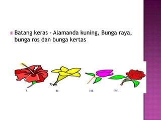  Batangkeras - Alamanda kuning, Bunga raya,
 bunga ros dan bunga kertas
 