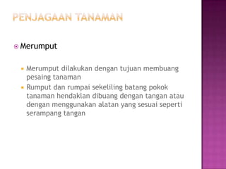  Merumput


    Merumput dilakukan dengan tujuan membuang
     pesaing tanaman
    Rumput dan rumpai sekeliling batang pokok
     tanaman hendaklan dibuang dengan tangan atau
     dengan menggunakan alatan yang sesuai seperti
     serampang tangan
 