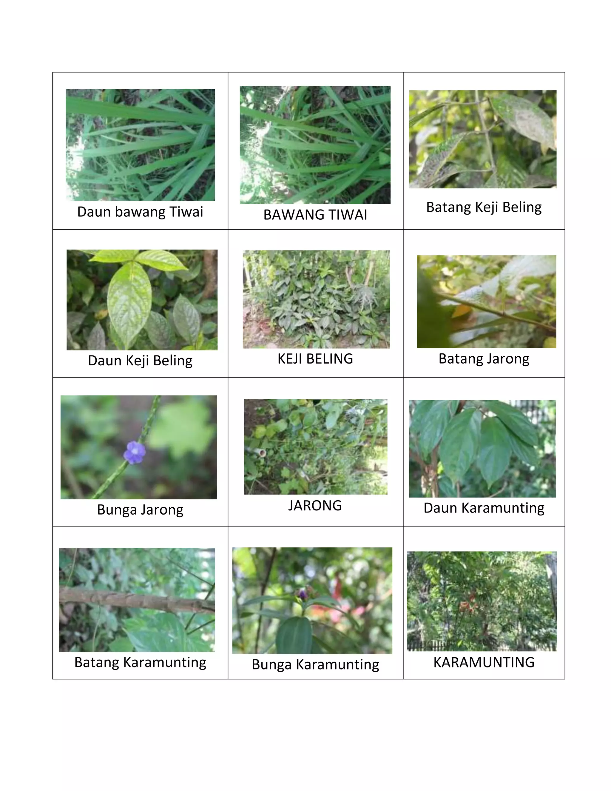 Tanaman botani | PDF