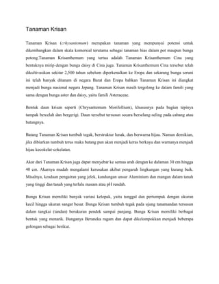 Tanaman Krisan
Tanaman Krisan (crhysantemum) merupakan tanaman yang mempunyai potensi untuk
dikembangkan dalam skala komersial terutama sebagai tanaman hias dalam pot maupun bunga
potong.Tanaman Krisanthemum yang tertua adalah Tanaman Krisanthemum Cina yang
bentuknya mirip dengan bunga daisy di Cina juga. Tanaman Krisanthemum Cina tersebut telah
dikultivasikan sekitar 2,500 tahun sebelum diperkenalkan ke Eropa dan sekarang bunga seruni
ini telah banyak ditanam di negara Barat dan Eropa bahkan Tanaman Krisan ini diangkat
menjadi bunga nasional negara Jepang. Tanaman Krisan masih tergolong ke dalam famili yang
sama dengan bunga aster dan daisy, yaitu famili Asteraceae.
Bentuk daun krisan seperti (Chrysantemum Morifollium), khususnya pada bagian tepinya
tampak bercelah dan bergerigi. Daun tersebut tersusun secara berselang-seling pada cabang atau
batangnya.
Batang Tanaman Krisan tumbuh tegak, berstruktur lunak, dan berwarna hijau. Namun demikian,
jika dibiarkan tumbuh terus maka batang pun akan menjadi keras berkayu dan warnanya menjadi
hijau kecokelat-cokelatan.
Akar dari Tanaman Krisan juga dapat menyebar ke semua arah dengan ke dalaman 30 cm hingga
40 cm. Akarnya mudah mengalami kerusakan akibat pengaruh lingkungan yang kurang baik.
Misalnya, keadaan pengairan yang jelek, kandungan unsur Aluminium dan mangan dalam tanah
yang tinggi dan tanah yang terlalu masam atau pH rendah.
Bunga Krisan memiliki banyak variasi kelopak, yaitu tunggal dan pertumpuk dengan ukuran
kecil hingga ukuran sangat besar. Bunga Krisan tumbuh tegak pada ujung tanamandan tersusun
dalam tangkai (tandan) berukuran pendek sampai panjang. Bunga Krisan memiliki berbagai
bentuk yang menarik. Bunganya Beraneka ragam dan dapat dikelompokkan menjadi beberapa
golongan sebagai berikut.

 