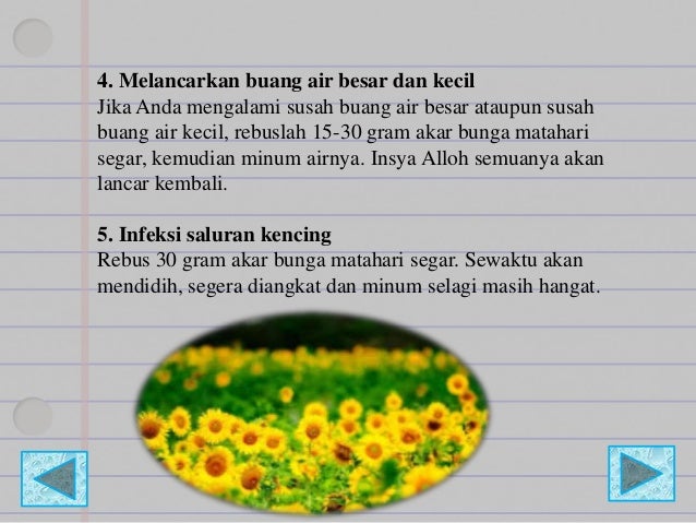 76 Gambar Akar Bunga Matahari 76 Gambar Akar Bunga Matahari