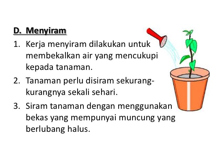 tanaman hiasan