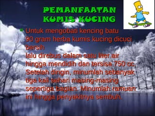 Tanaman kumis kucing | PPT